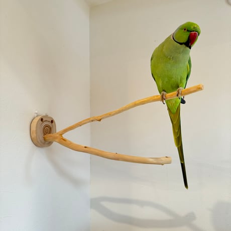 桧のピノキオの鼻 ②