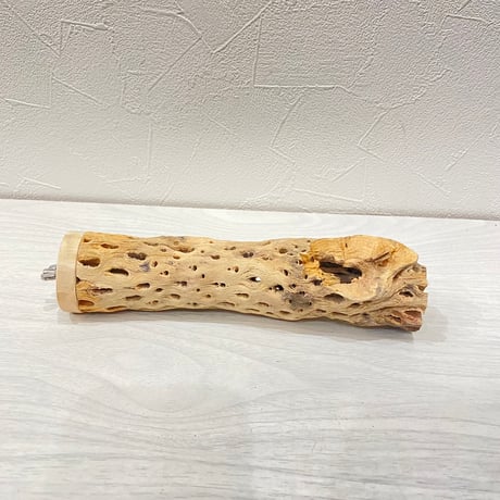 カクタスパーチ⑦小3-4㎝長さ18㎝