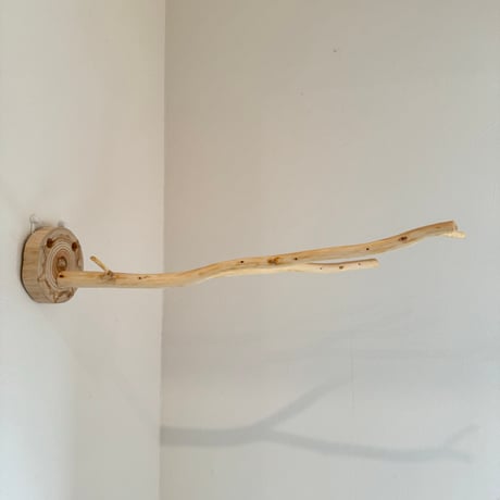 桧のピノキオの鼻 ⑤