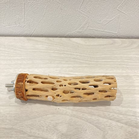 カクタスパーチ⑤  極小 直径3cm前後 長さ10cm