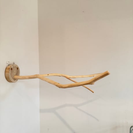 桧のピノキオの鼻③