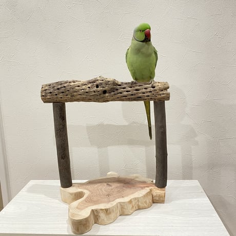 カクタスのスタンドパーチ② 大型さん用