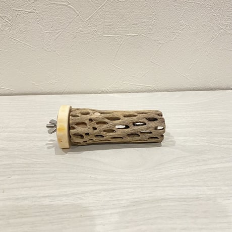 カクタスパーチ【24】小 直径約3-4cm/10cm