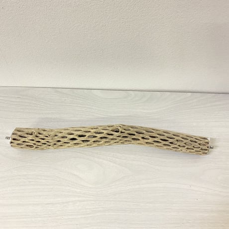 ケージサイズカクタスパーチ ⑫極小サイズ直径2-3cm HOEI35サイズ