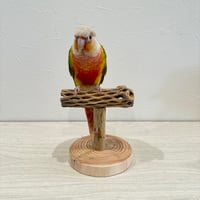 【体重測定用】カクタスのスタンドパーチ③ 長さ12cm／足高さ8cm