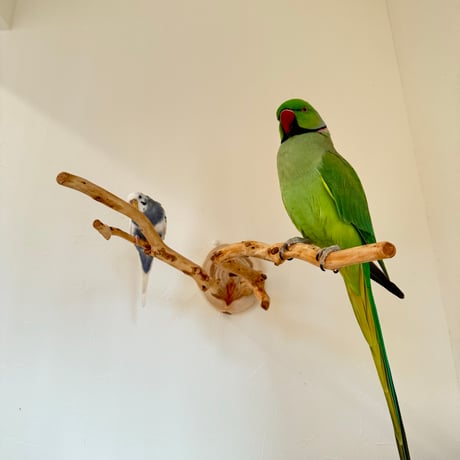 ピノキオの鼻 ⑤お鼻2本