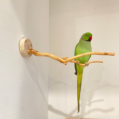 ピノキオの鼻 ⑤