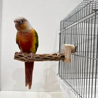 カクタスパーチ極小サイズ② 直径2.3cm/長さ15cm【自然木 止まり木 バンブルフット 趾瘤症 】