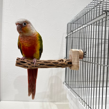 CATEGORY カクタスパーチ | 自然木の鳥用品 鳥豆堂【トリマメドウ