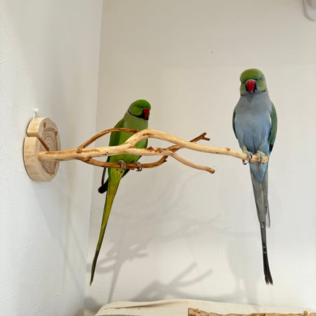 ピノキオの鼻 ⑤お鼻2本