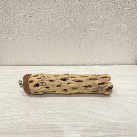 カクタスパーチ⑩  小 直径約4cm前後/15cm