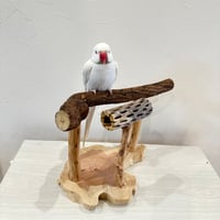 ツタとカクタスのスタンドパーチ【A】