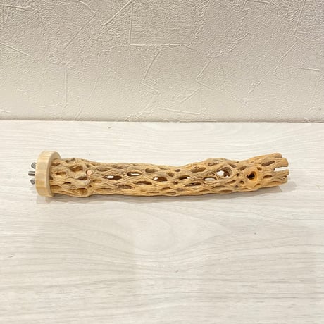 カクタスパーチ極小③ 2-3㎝長さ22cm
