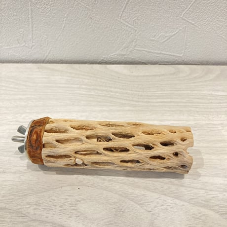 カクタスパーチ④  極小 直径3cm前後 長さ10cm