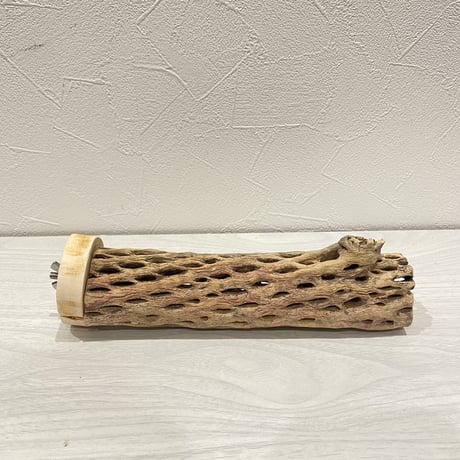 カクタスパーチ①  中直径約5.5cm/20cm