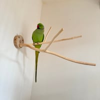 桧のピノキオの鼻④