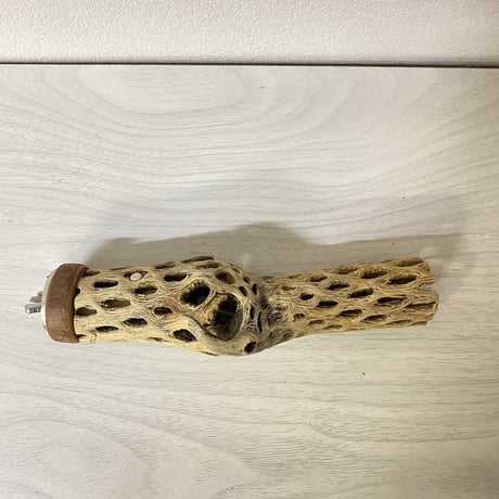 カクタスパーチ 極小サイズ⑬ 直径（約2-3cm）長さ/15cm