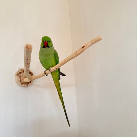 桧のピノキオの鼻③