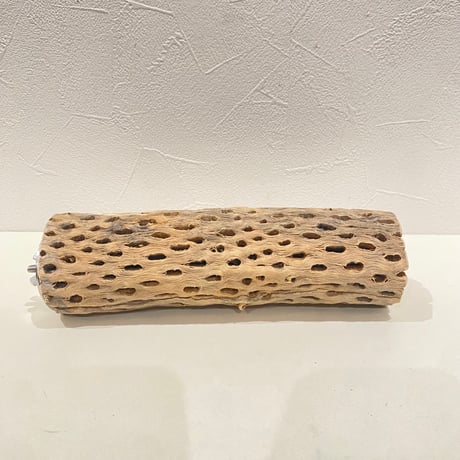 カクタスパーチ | STORES