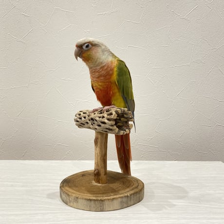カクタスのスタンドパーチ③　パーチ長さ13cm／高さ11.5cm