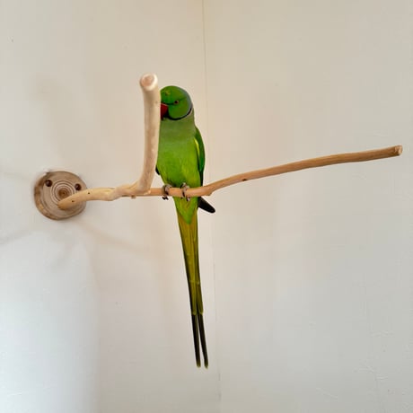 桧のピノキオの鼻②