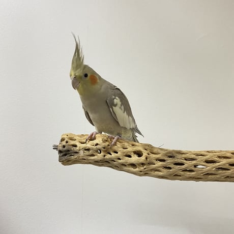 ケージサイズカクタスパーチ⑤ 小サイズ直径約4cm HOEI465サイズ