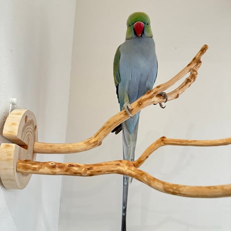 ピノキオの鼻 ③ お鼻2本