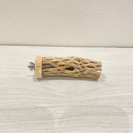 カクタスパーチ【2】 小直径3.5cm/10cm
