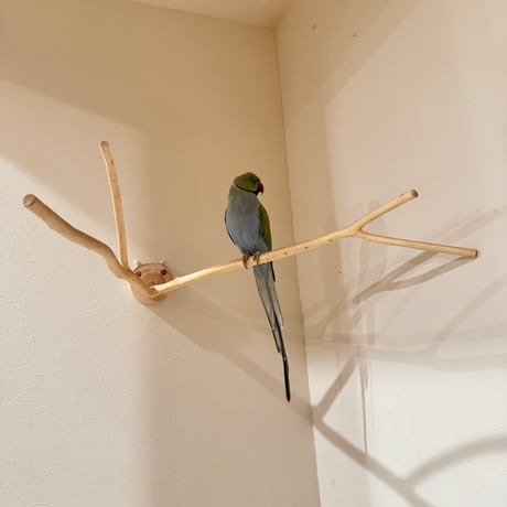 桧のピノキオの鼻 ④【インコ 自然木 止まり木 】