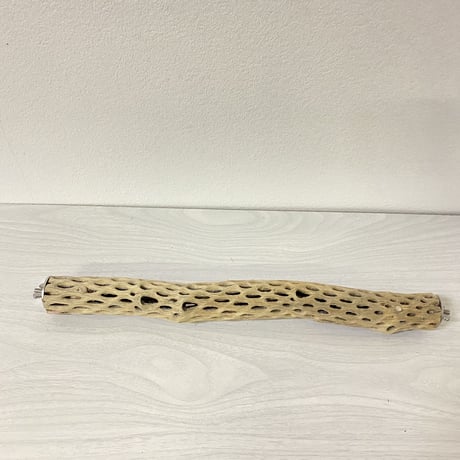 ケージサイズカクタスパーチ⑨ 極小サイズ直径2-3cm HOEI35サイズ
