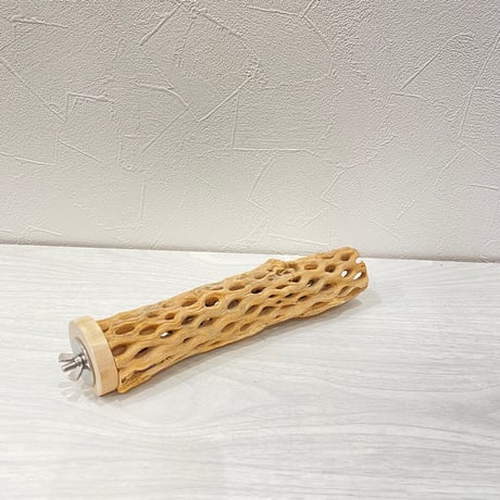 カクタスパーチ⑩小3-4㎝長さ20㎝