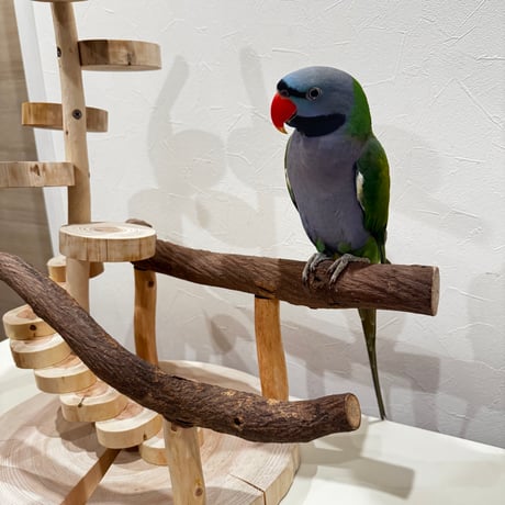 【N様専用】モモイロインコさん用バードアスレチック【インコ天然木 自然木 パーチ 止まり木】