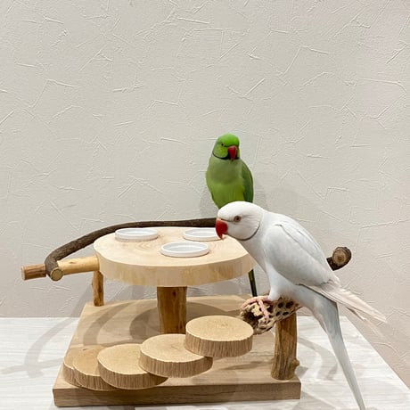 ツタとカクタス アリスのお茶会テーブル