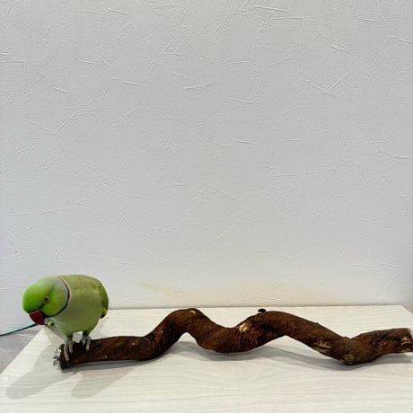 自然木（ツタ）のウネウネ殿様パーチ HOEI465