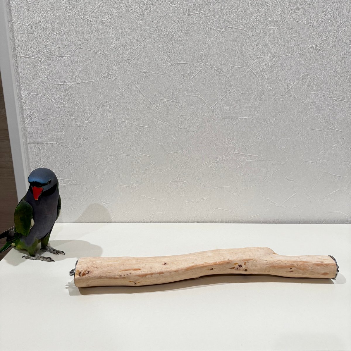 K様専用】貝塚伊吹の両留めパーチ44cm【インコ天然木 自然木 パーチ