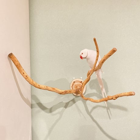 ピノキオの鼻 ②  中型から大型用