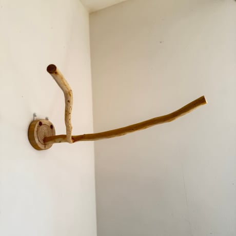 桧のピノキオの鼻 ①