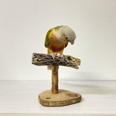 カクタスのスタンドパーチ②　パーチ長さ11.5cm／高さ14cm