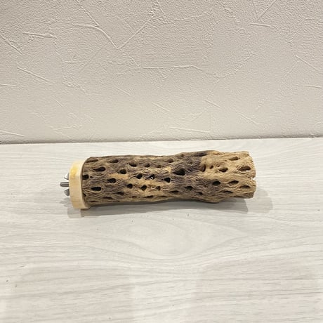 カクタスパーチ【12】小 直径約3-4cm/15cm