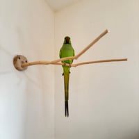 桧のピノキオの鼻②