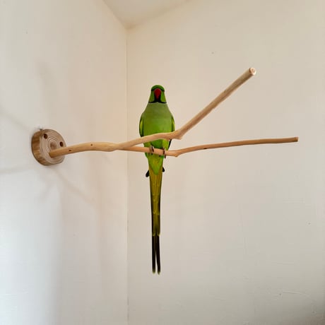 桧のピノキオの鼻②