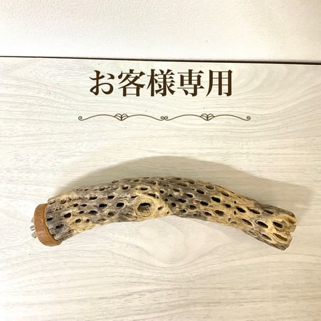 【tampopo.hato.smomo様専用】カクタスパーチ 極小サイズ 直径（約2-3cm）長さ/23cm