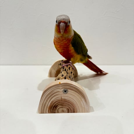 幼鳥・老鳥・介護サポート用　置き型カクタスパーチ② 全長17.5cm/カクタス長さ15cm