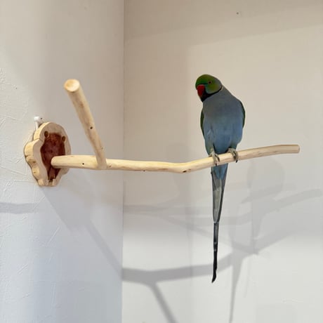 桧のピノキオの鼻 ⑥