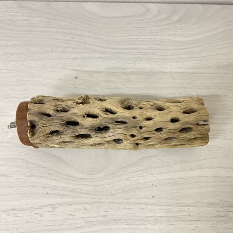 カクタスパーチ 中サイズ⑥ 直径（約5.5cm）長さ/15cm