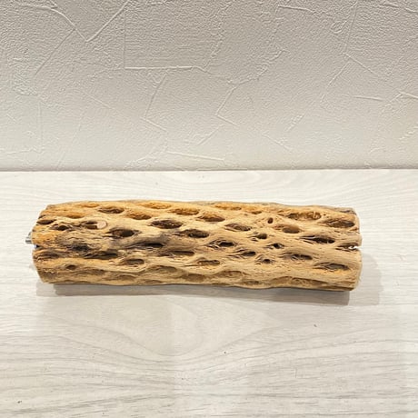 カクタスパーチ【C】中 直径約5.5cm/20cm