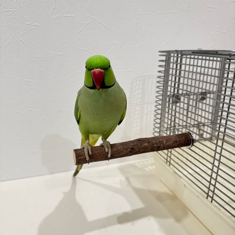 自然木（ツタ）パーチ⑦直径約2.5cm/長さ20cm【インコ 天然木の止まり木】