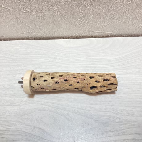 カクタスパーチ③小3-4㎝長さ15㎝