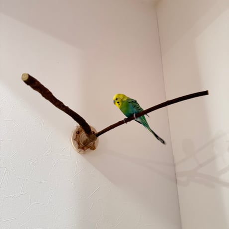 ツタのピノキオの鼻【B】