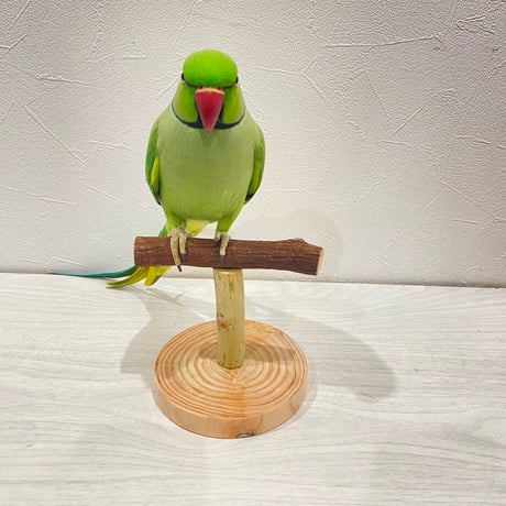 自然木(ツタ)のスタンドパーチ③   パーチ長さ12cm／高さ約10.5cm